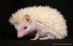 albino-hedgehog-12.jpg